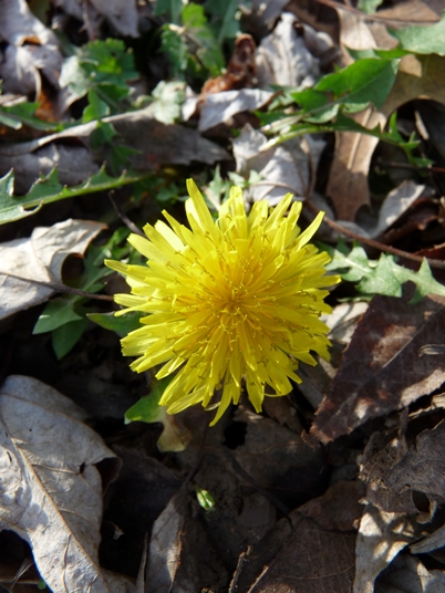{Taraxacum officinale}